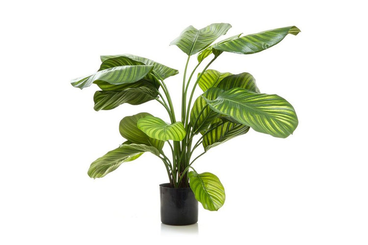 Flora Artificial Calathea Fasciata 650mm Green Flora Green 