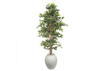  - Flora Artificial Ficus Retusa Bush Tree 1800mm - 1
