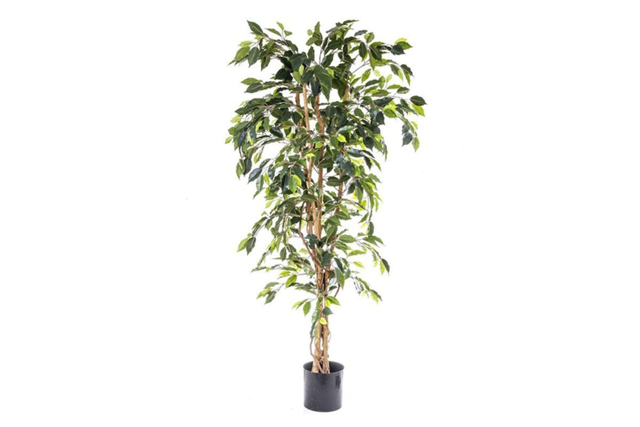 Environmental image of Flora Artificial Ficus Tree 1700mm