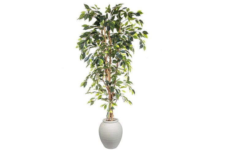 Flora Artificial Ficus Tree 1700mm Flora arc pot small 