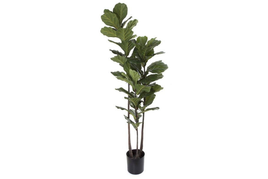 Environmental image of Flora Artificial Fiddle Leaf Tree 1680mm