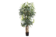  - Flora Artificial Raphis Palm (Broad Leaf) 1800mm - 1