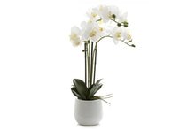 Flora Artificial Real Touch Phal Orchid in Gloss Ceramic Pot 600mm
