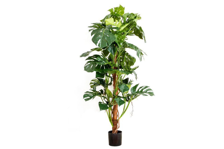 Environmental image of Flora Artificial Split-Leaf Philodendron 1500mm