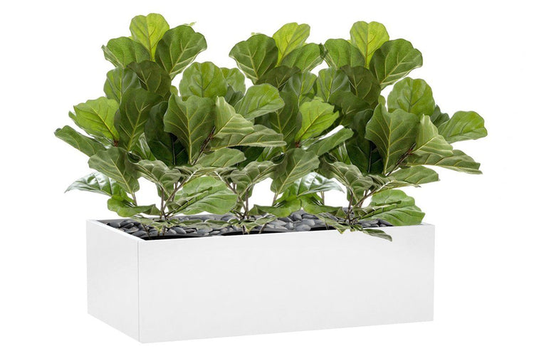 Flora Fiddle Leaf Fig Potted Plant with 36 Leaves 650mm H - Set of 3 Flora 