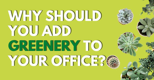 5 Reasons To Add Greenery To Your Office Fitout