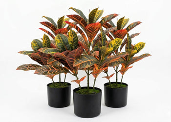 Artificial Cronton Leaves in Black Pot - Pack of 3 Jasonl 600mm Height 
