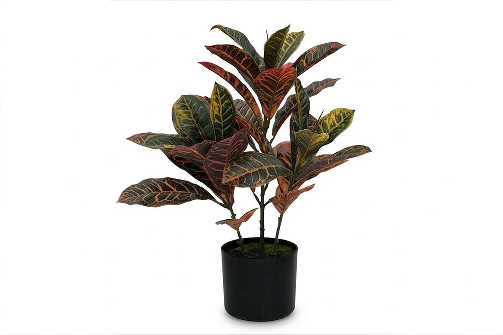 Artificial Cronton Leaves in Black Pot - Pack of 3-600mm Height  