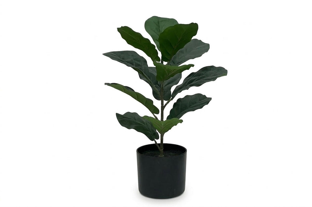 Artificial Fiddle Leaves in Black Pot - Pack of 3-530mm Height  