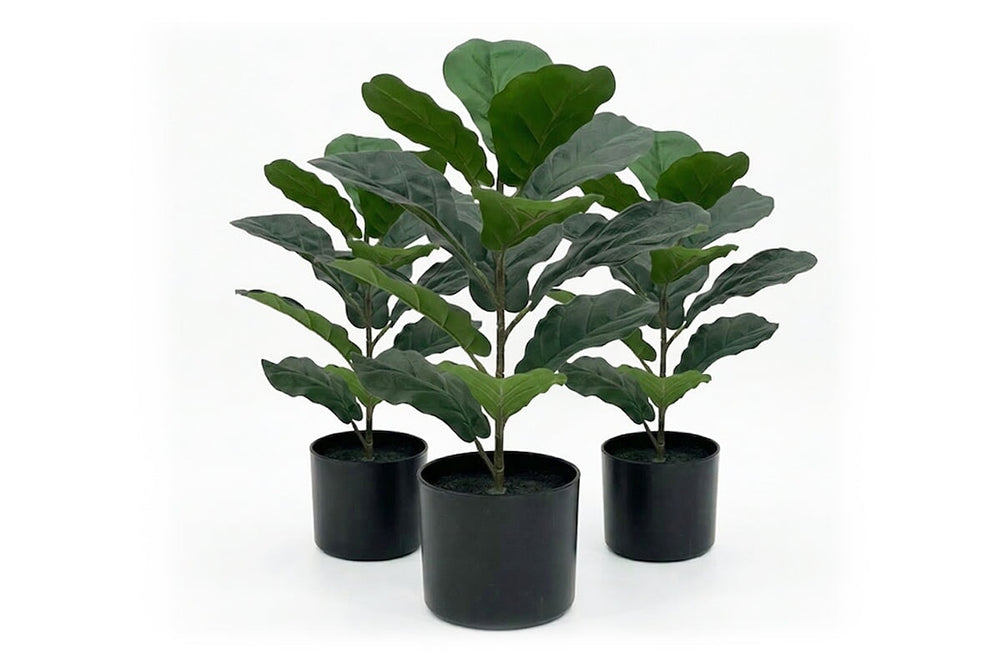 Artificial Fiddle Leaves in Black Pot - Pack of 3-530mm Height  