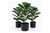 Artificial Fiddle Leaves in Black Pot - Pack of 3 - Thumbnail 1 