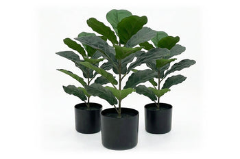  - Artificial Fiddle Leaves in Black Pot - Pack of 3 - 1