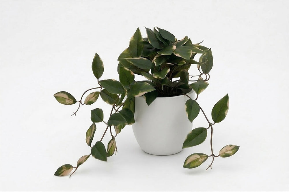 Artificial Hoya Plants - Pack of 4-black  