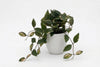 Artificial Hoya Plants - Pack of 4 - Thumbnail 5 