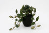 Artificial Hoya Plants - Pack of 4 - Thumbnail 6 