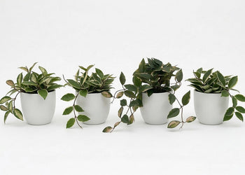 Artificial Hoya Plants - Pack of 4 Jasonl white 
