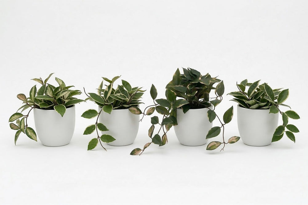 Artificial Hoya Plants - Pack of 4-white  
