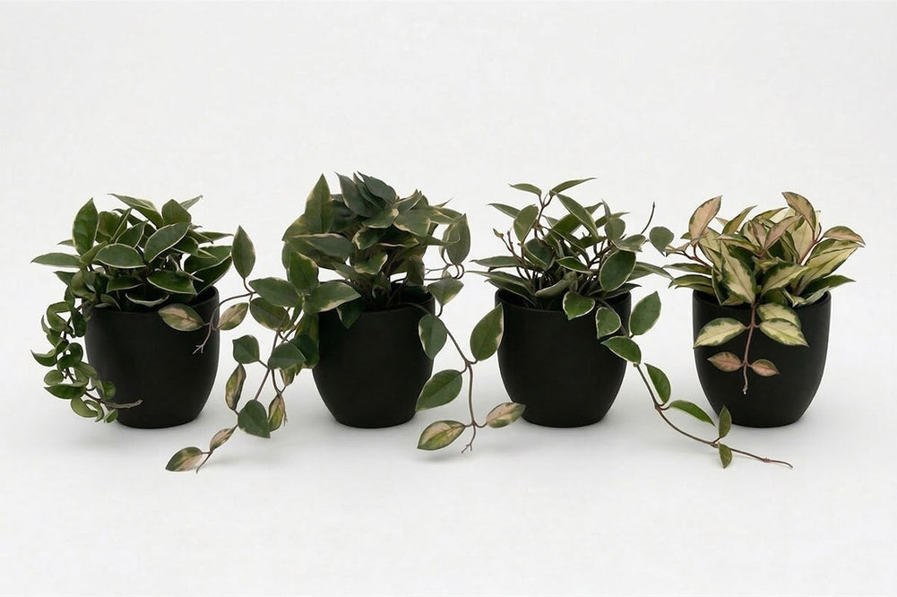 Artificial Hoya Plants - Pack of 4-black  