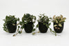 Artificial Hoya Plants - Pack of 4 - Thumbnail 4 