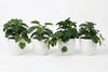 Artificial Monstera Plants - Pack of 4 - Thumbnail 1 