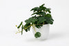 Artificial Monstera Plants - Pack of 4 - Thumbnail 5 