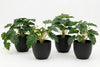 Artificial Monstera Plants - Pack of 4 - Thumbnail 4 