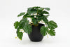 Artificial Monstera Plants - Pack of 4 - Thumbnail 6 
