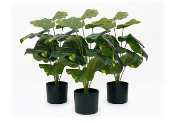 Artificial Taro Leaves in Black Pot - Pack of 3 Jasonl 600mm Height 