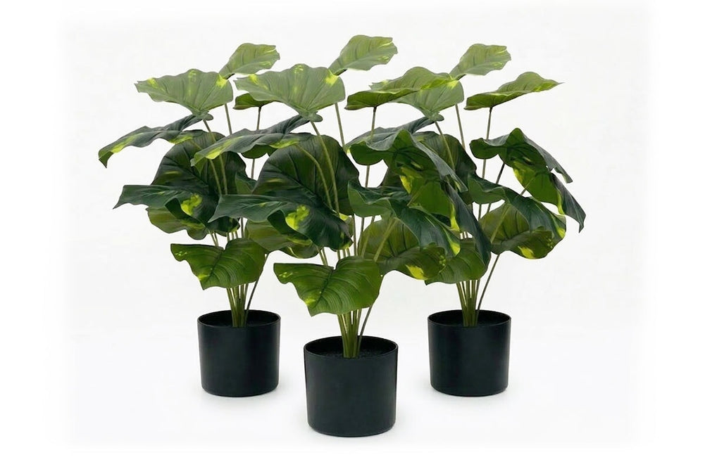 Artificial Taro Leaves in Black Pot - Pack of 3-600mm Height  