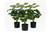 Artificial Taro Leaves in Black Pot - Pack of 3 - Thumbnail 1 