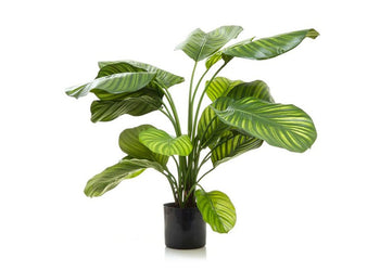 Flora Artificial Calathea Fasciata 650mm Green Flora Green 