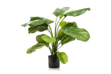  - Flora Artificial Calathea Fasciata 650mm Green - 1