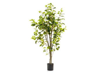 Flora Artificial Ficus 1200mm Flora none 