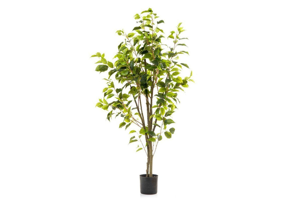Flora Artificial Ficus 1200mm-none  