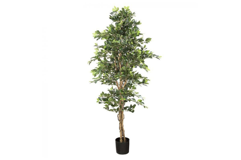 Flora Artificial Ficus Retusa Bush Tree 1800mm-none  