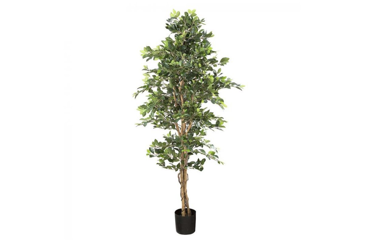 Flora Artificial Ficus Retusa Bush Tree 1800mm Flora none 