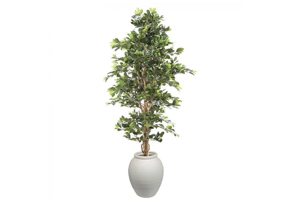 Flora Artificial Ficus Retusa Bush Tree 1800mm-arc pot large  