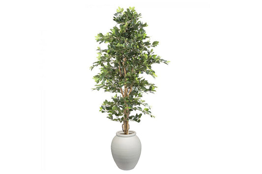 Flora Artificial Ficus Retusa Bush Tree 1800mm Flora arc pot large 