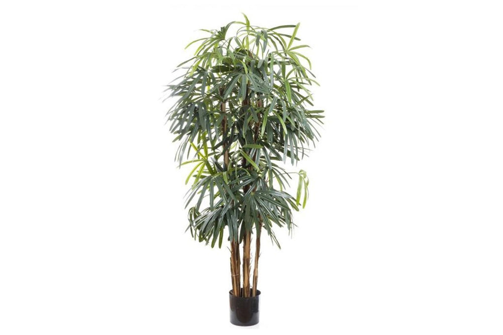Flora Artificial Raphis Palm (Broad Leaf) 1800mm-Green  