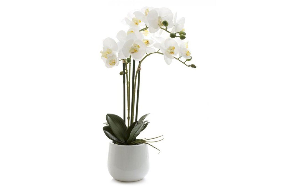 Flora Artificial Real Touch Phal Orchid in Gloss Ceramic Pot 600mm Flora phal orchid 