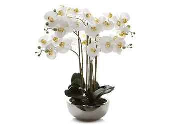 Flora Artificial Real Touch Phal Orchid in Silver Pot Flora phal orchid 
