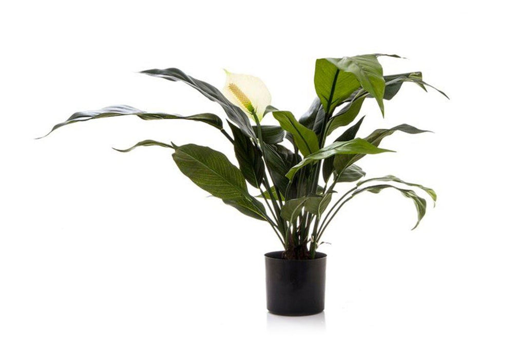 Flora Artificial Spathiphyllum Lily 530mm White-Green  