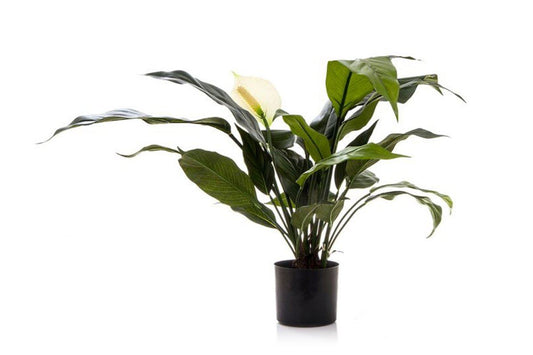 Flora Artificial Spathiphyllum Lily 530mm White Flora Green 