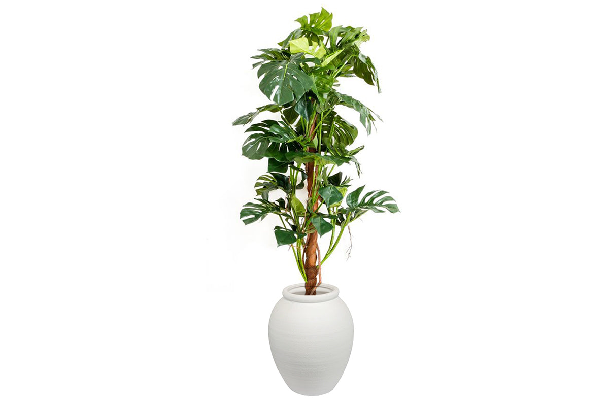 Flora Artificial Split-Leaf Philodendron 1500mm Flora arc pot small 