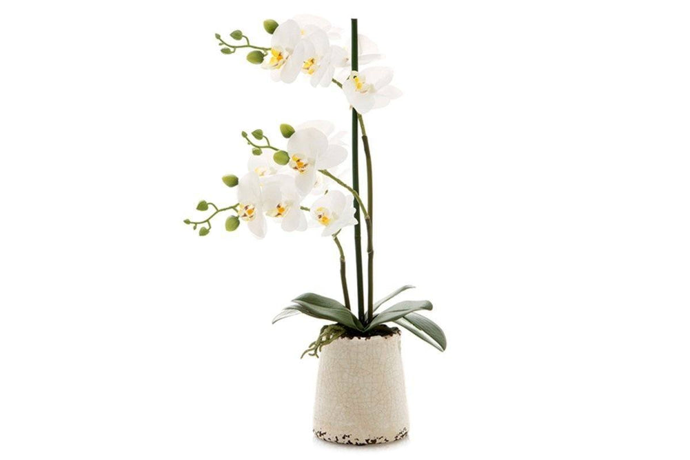 Flora Artificial White Orchid in Ivory Pot-white  