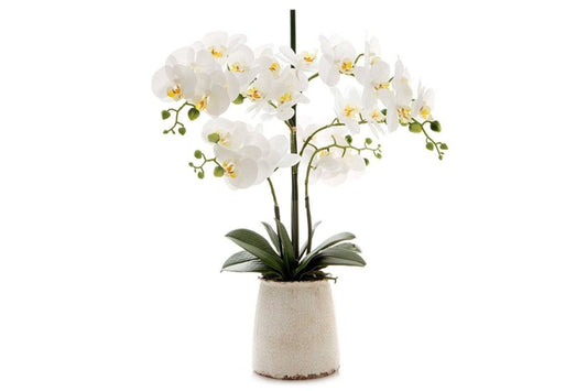 Flora Artificial White Orchid in Ivory Pot Flora 600x450 