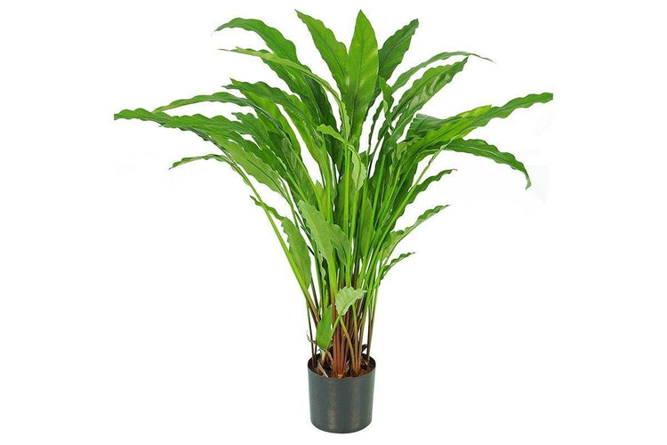 Flora Calathea Potted Bush with 55 Leaves 820mm H Flora calathea potted bush 