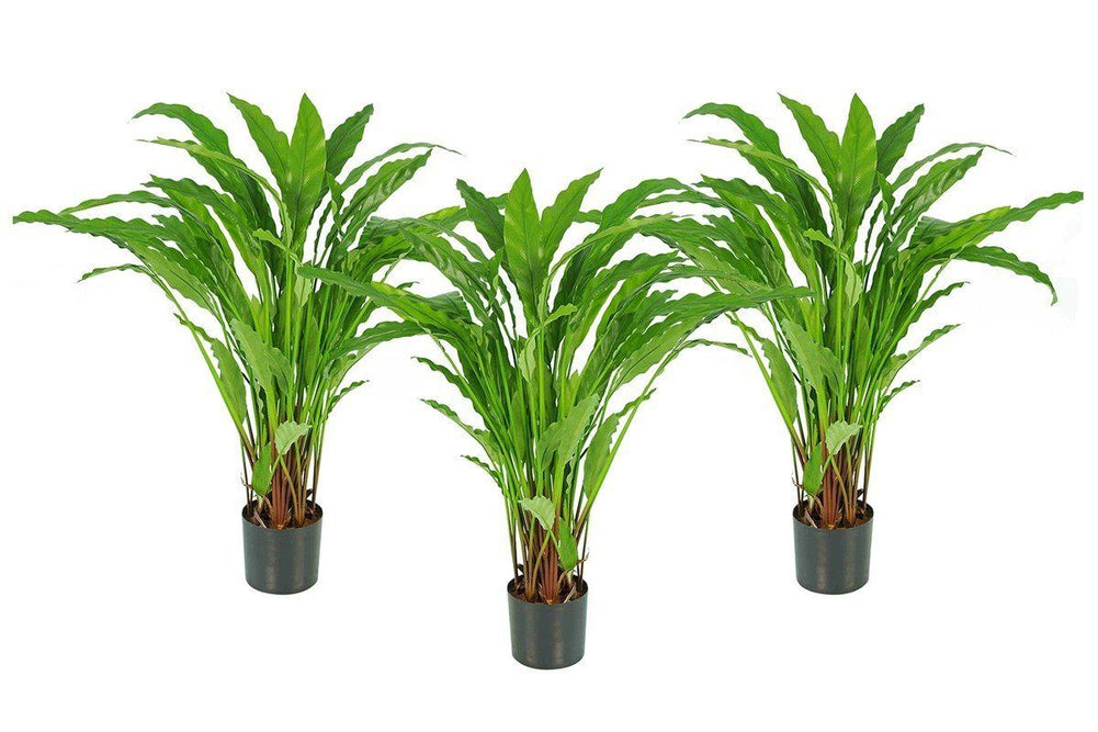 Flora Calathea Potted Bush with 55 Leaves 820mm H - Set of 3-calathea potted bush  