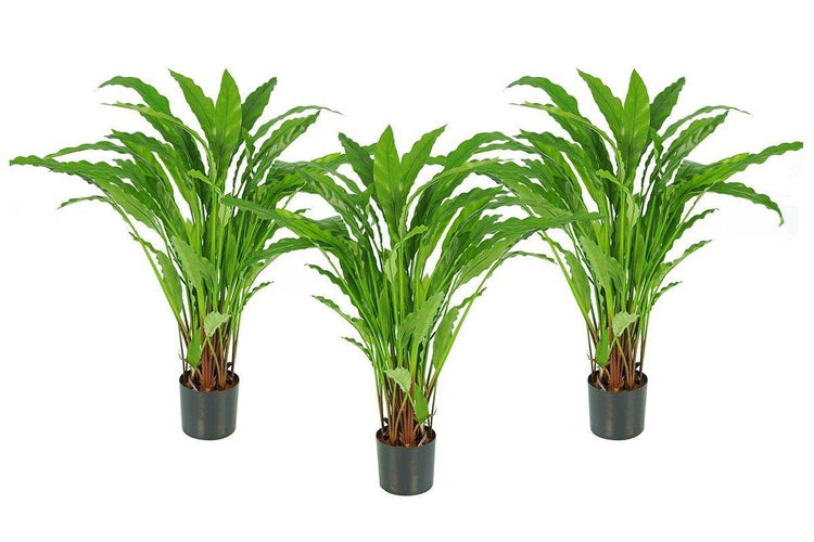 Flora Calathea Potted Bush with 55 Leaves 820mm H - Set of 3 Flora calathea potted bush 