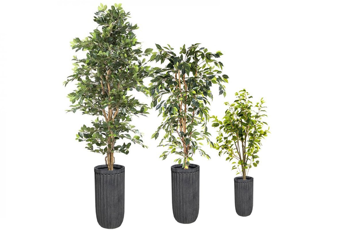Flora Comores Planter Set of 3 Flora ficus tree set 